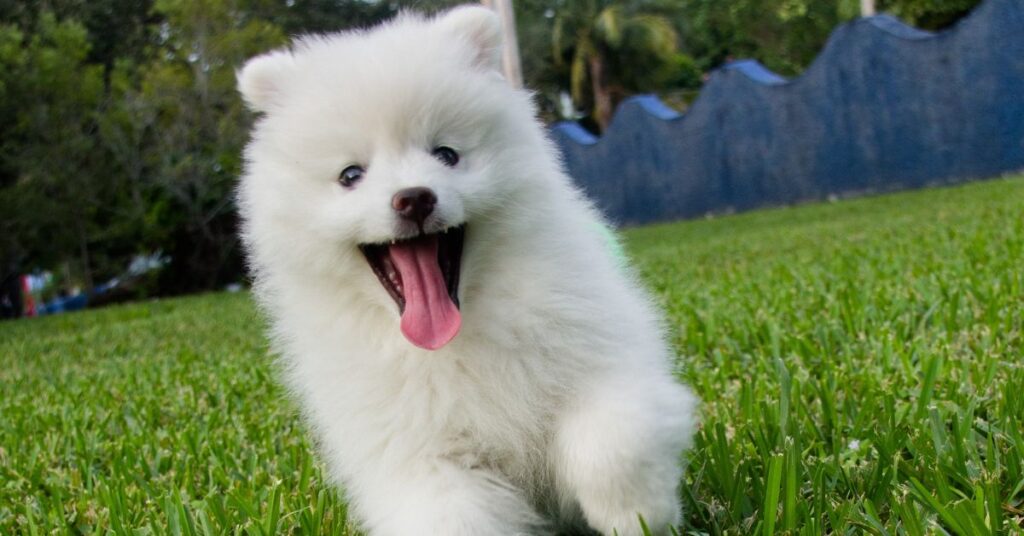 American Eskimo Dog Puppy