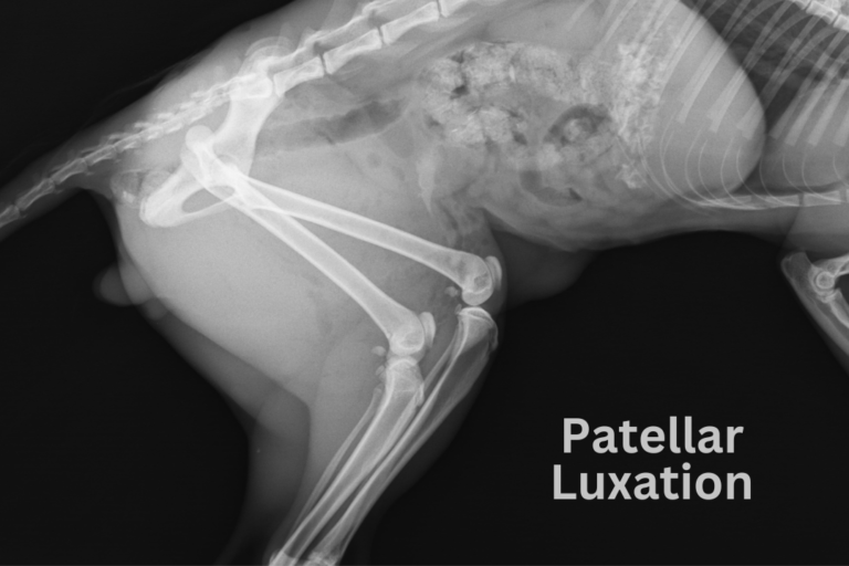 Understanding Patellar Luxation in Small Dogs