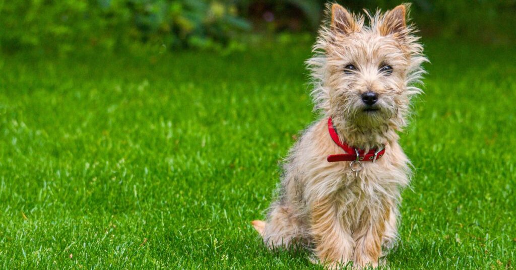 Australian Terrier