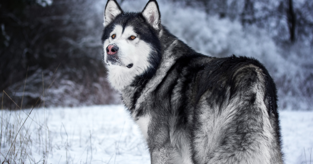 Photo of an Alaskan Malamute