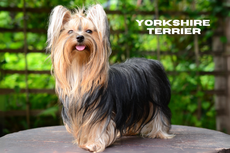 Yorkshire Terrier (Yorkie) the ultimate Guide: Everything You Need to Know