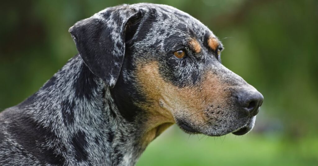 Catahoula Leopard Dog