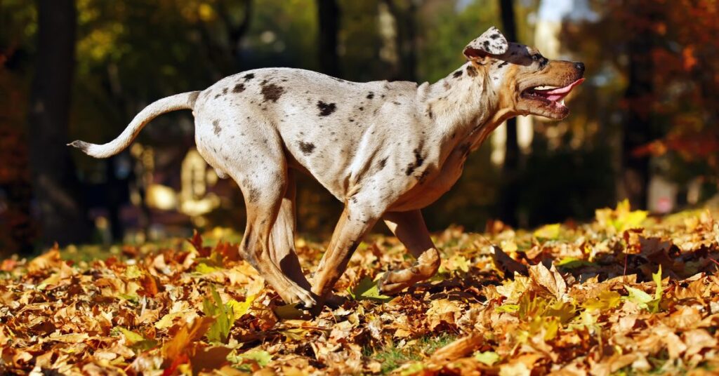 Catahoula Leopard Dog