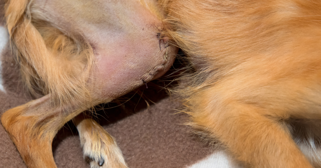 patellar luxation in small dogs, image of  a close up of a dog's knee surgery stitches