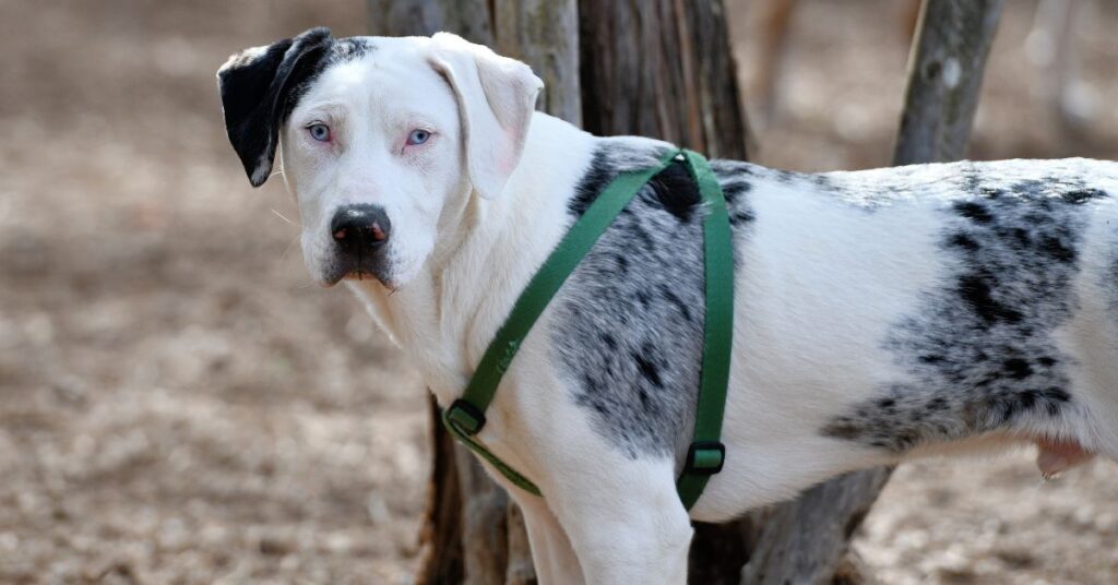 Catahoula Leopard Dog