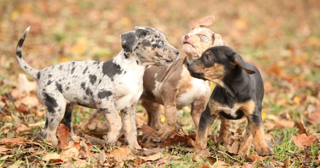 Catahoula Leopard Dog Puppies