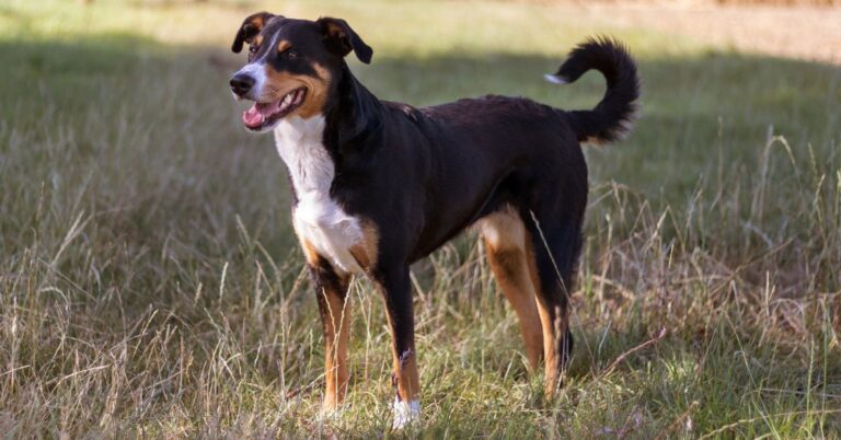 Appenzeller Sennenhund: Switzerland’s Spirited Working Dog