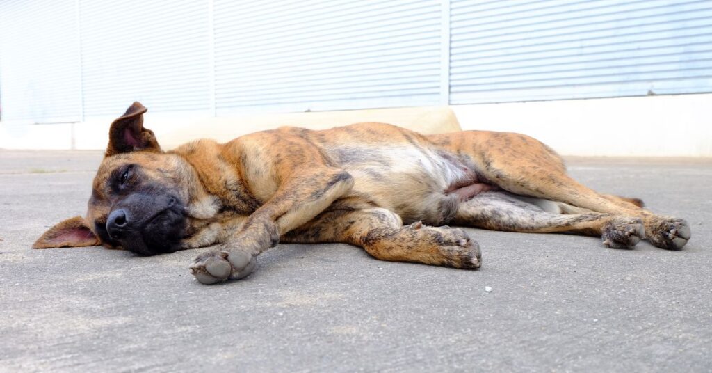 Dog laying down, appears lethargic