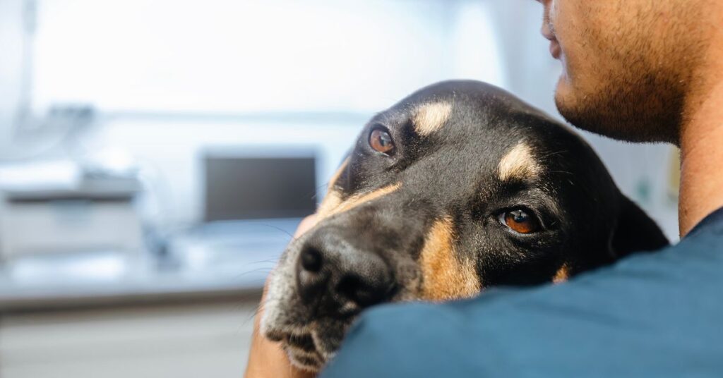 Man holding a dog that appears lethargic and sick
