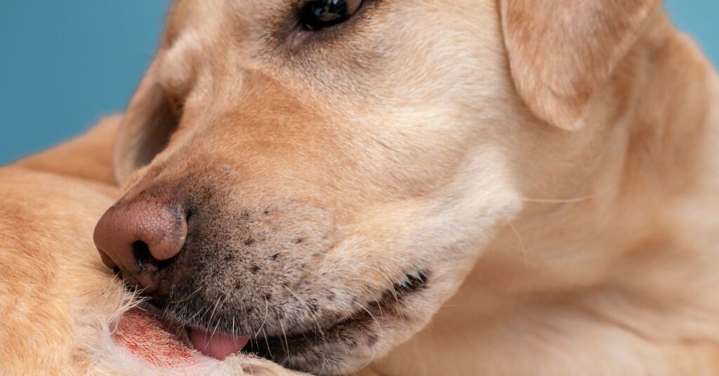 Labrador licking a red spot on his leg
