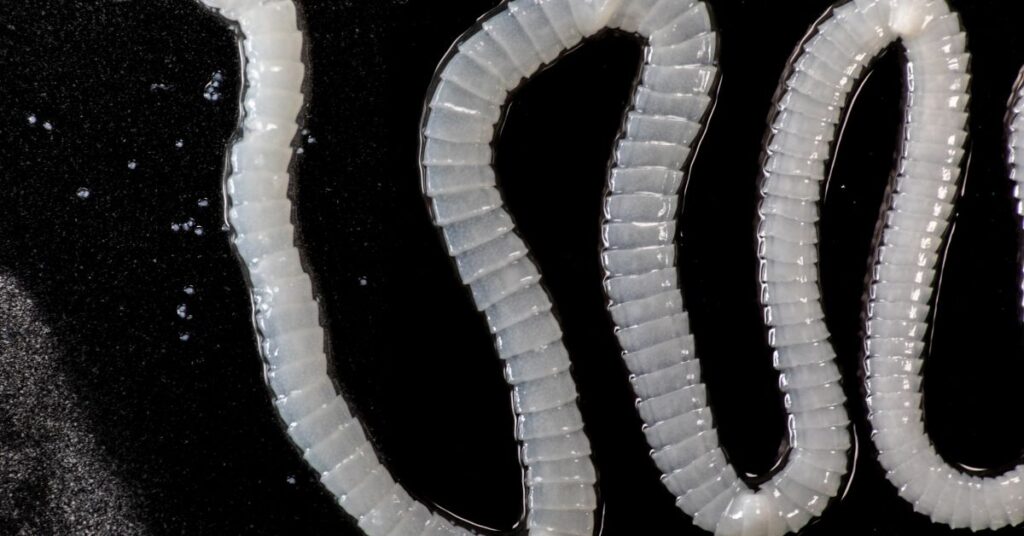 Parasite, tapeworm