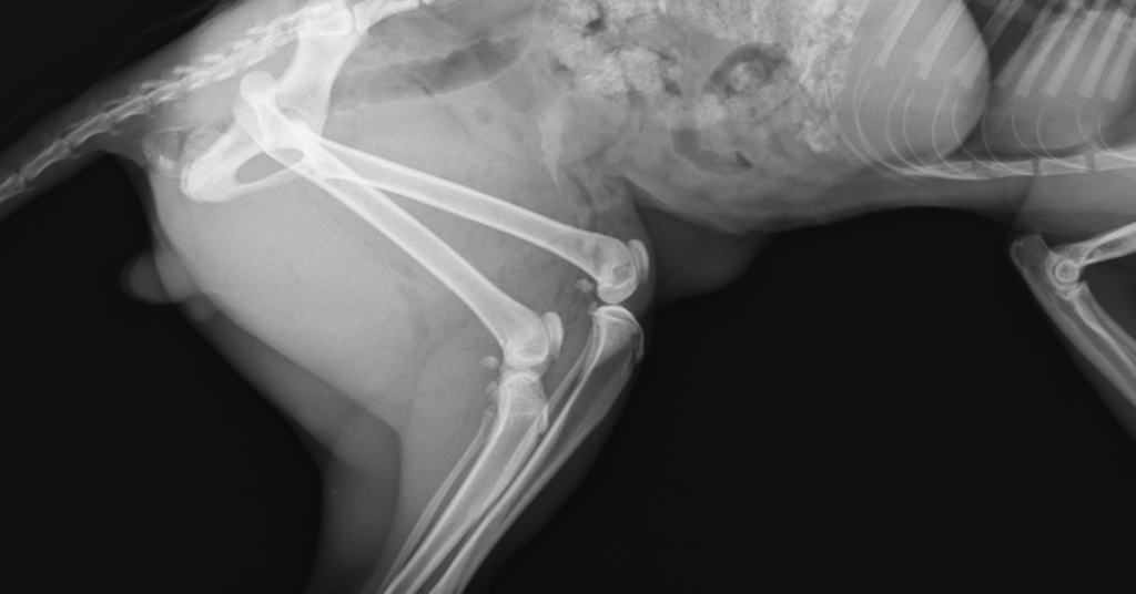 patellar luxation in small dogs, image of  x-ray of a dog's knee