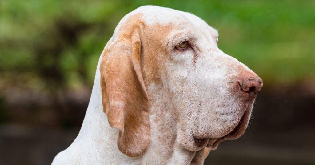Bracco Italiano