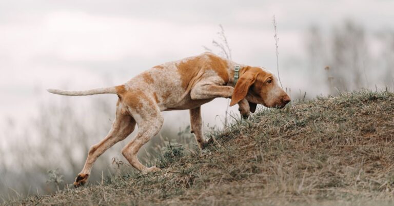 Bracco Italiano: The Noble and Elegant Hunting Companion
