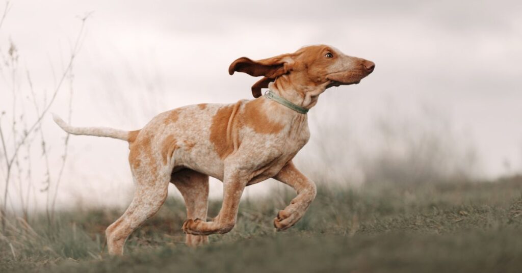 Bracco Italiano
