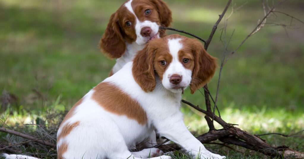 Brittany Spaniel puppies