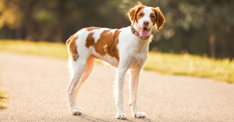 Brittany Spaniel: Energetic, Smart & Always Ready to Hunt