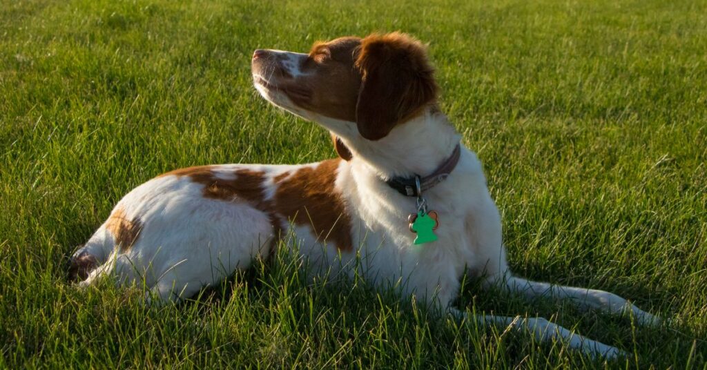 Brittany Spaniel