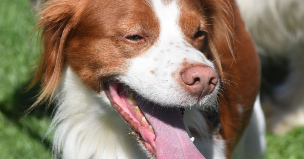 Brittany Spaniel