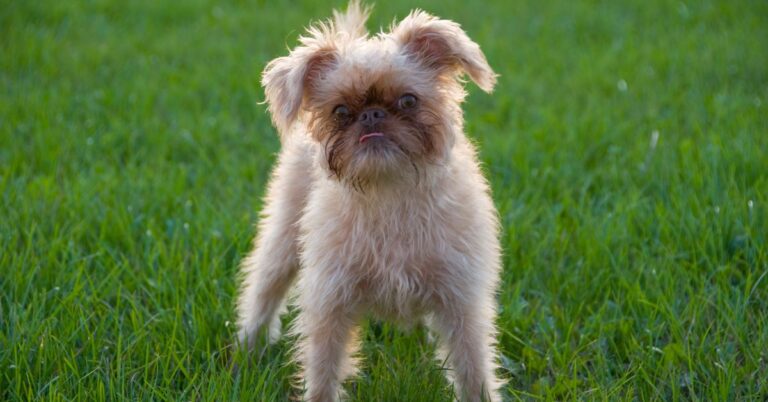 Brussels Griffon: a Big Personality in a Small Dog