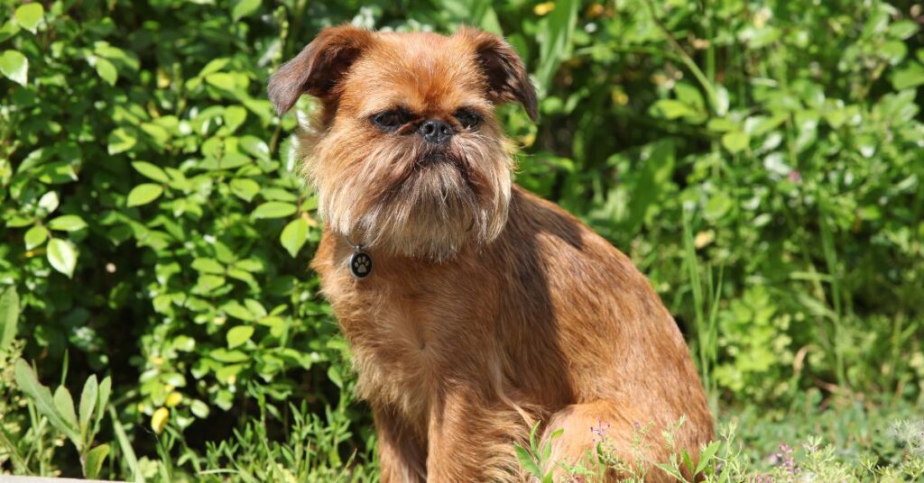 Brussels Griffon