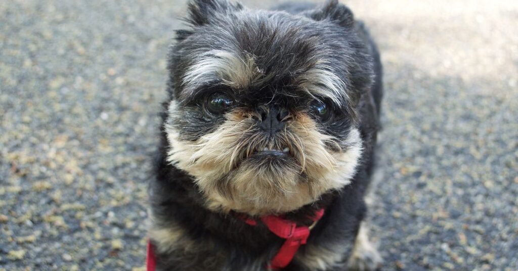 Brussels Griffon