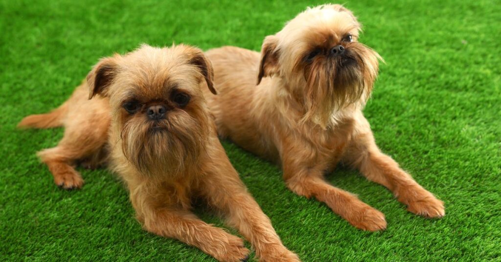 Brussels Griffon