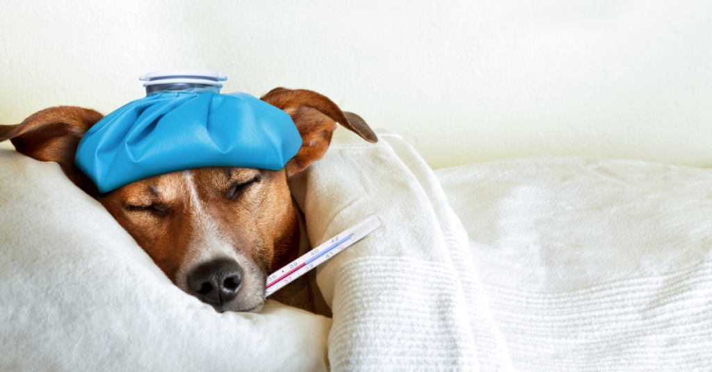 dog is sick, image of a dog with a thermometer and ice pack on its head