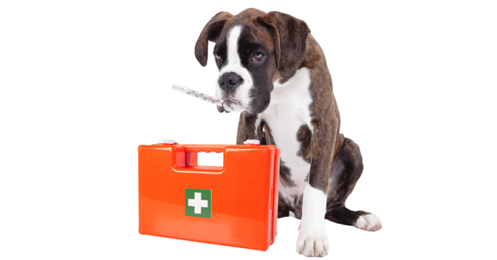 dog is sick, image of a dog with a thermometer in its mouth and a first aid kit