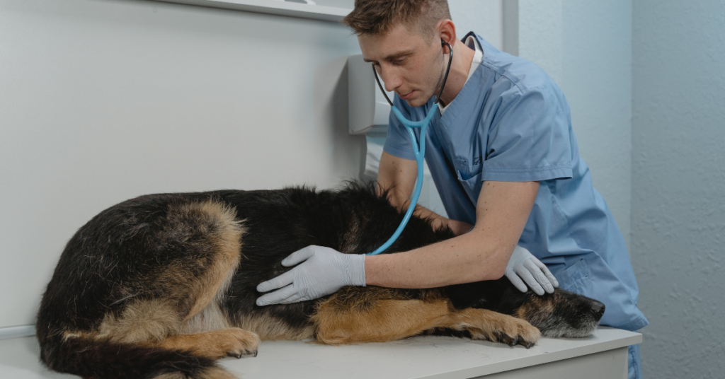 dog is sick, image of a man wearing scrubs and gloves examining a dog