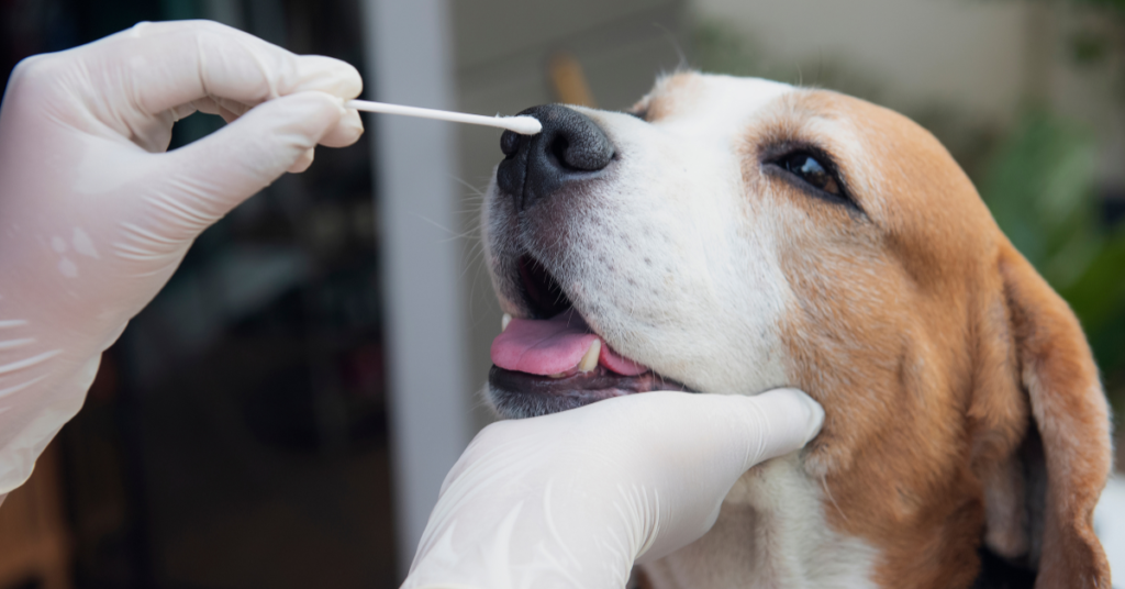 Canine Influenza, image of a person holding a cotton swab to a dog's face to test for the flu