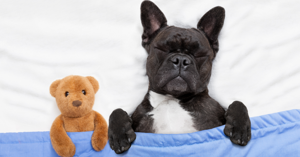 Canine Influenza: 7 Signs Your Dog Might Have the Flu