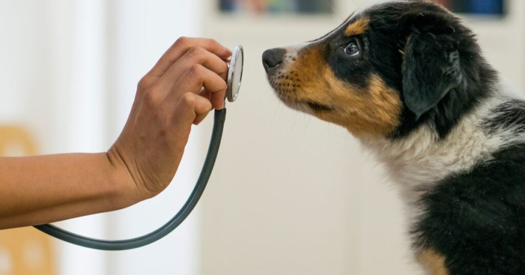 Puppy being shown a stethoscope