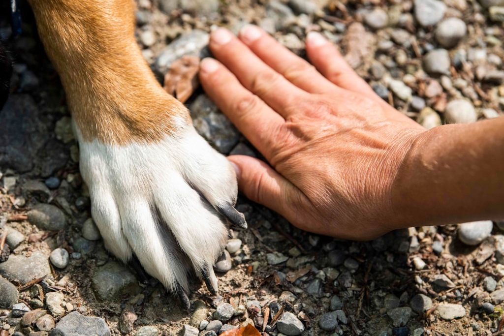 The indelible bond between a dog and their ownerleaves a lasting mark on both their hearts. 1