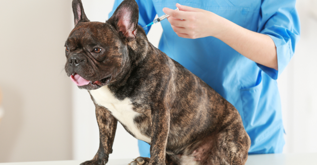 Canine Influenza, image of a dog being vaccinated by a vet for the flu