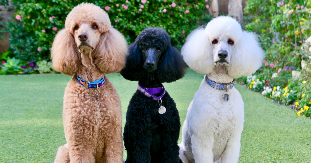 Poodles, image of 3 standard poodles