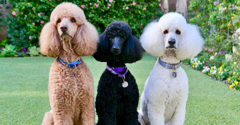 Poodle: The Elegant, Intelligent, and Versatile Companion