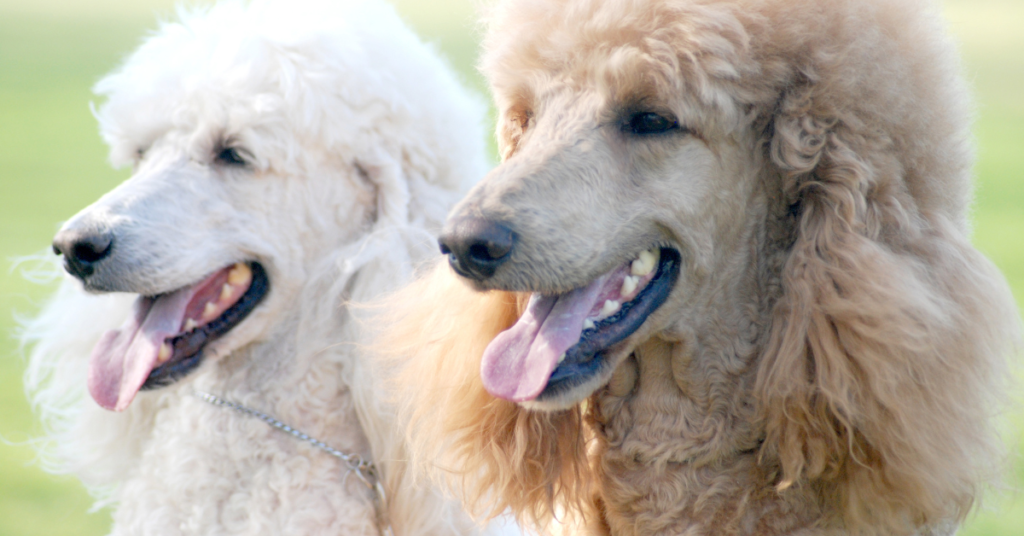 Poodles, image of a close up of two standard poodles