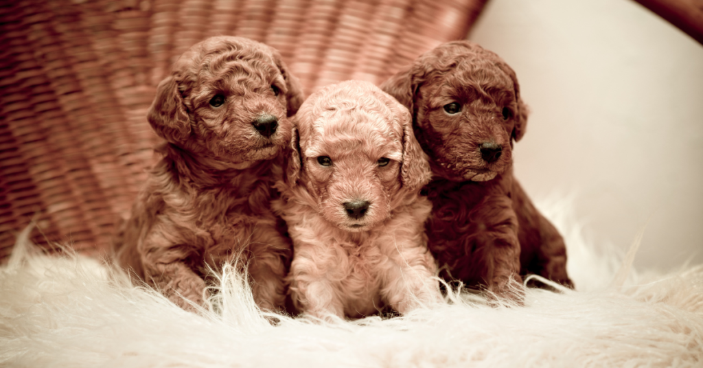 Poodles, image of 3 small poodle puppies