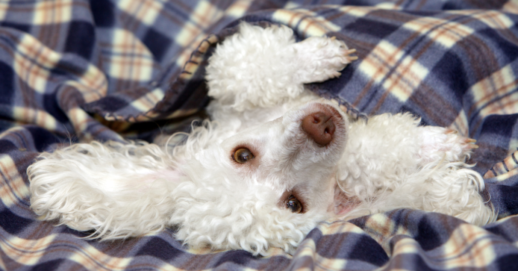 Poodles, image of white mini poodle laying on it's back