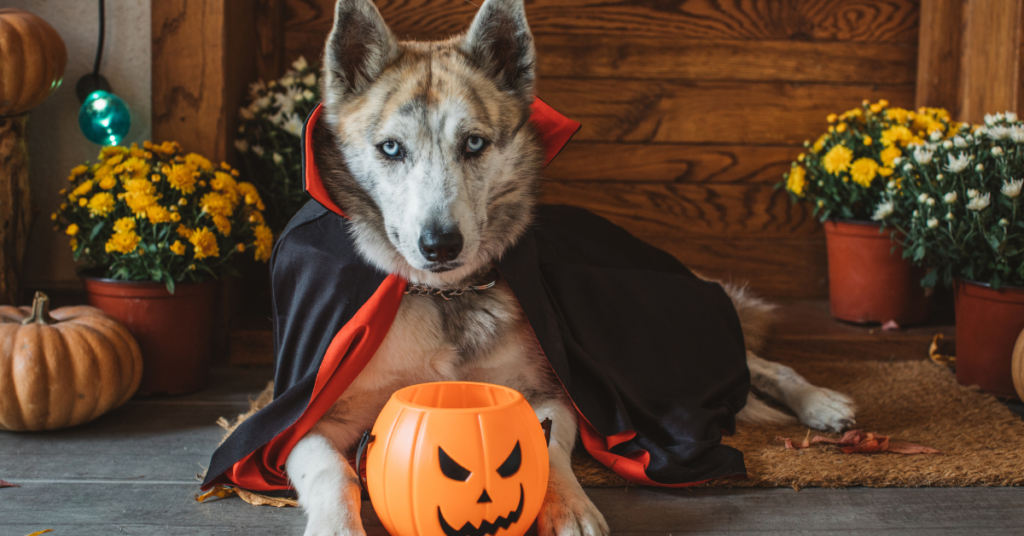 halloween with your dog, husky dog  dressed as a vampire