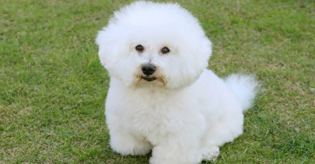 Bichon Frise sitting on the ground