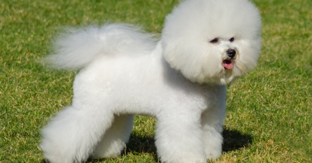 Bichon Frise standing