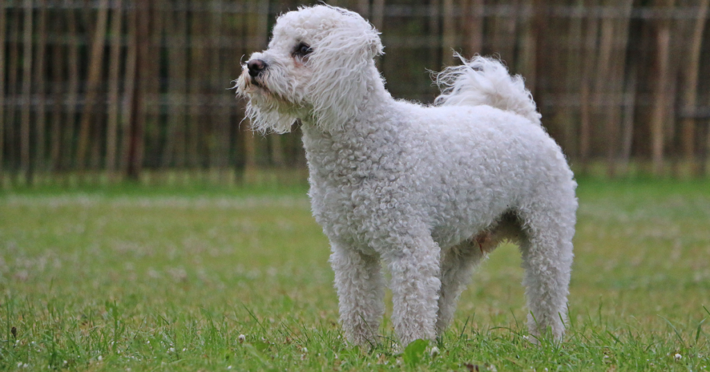 Bichon Frise, image of Bichon with short cut