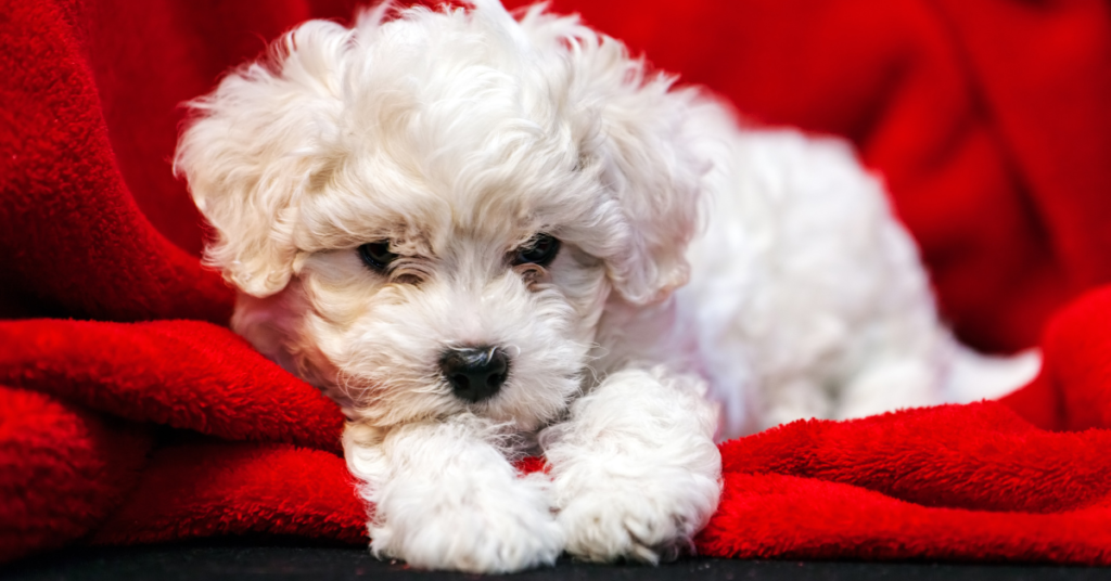 Bichon Frise puppy