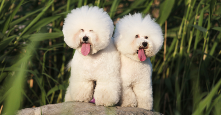 5 Fabulous Reasons the Bichon Frise Will Melt Your Heart