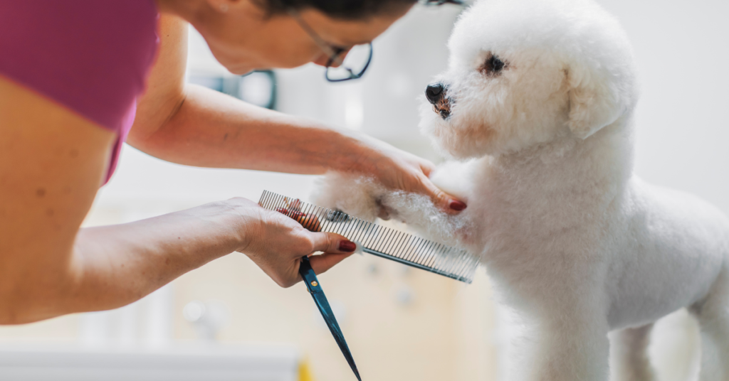 Bichon Frise getting groomed