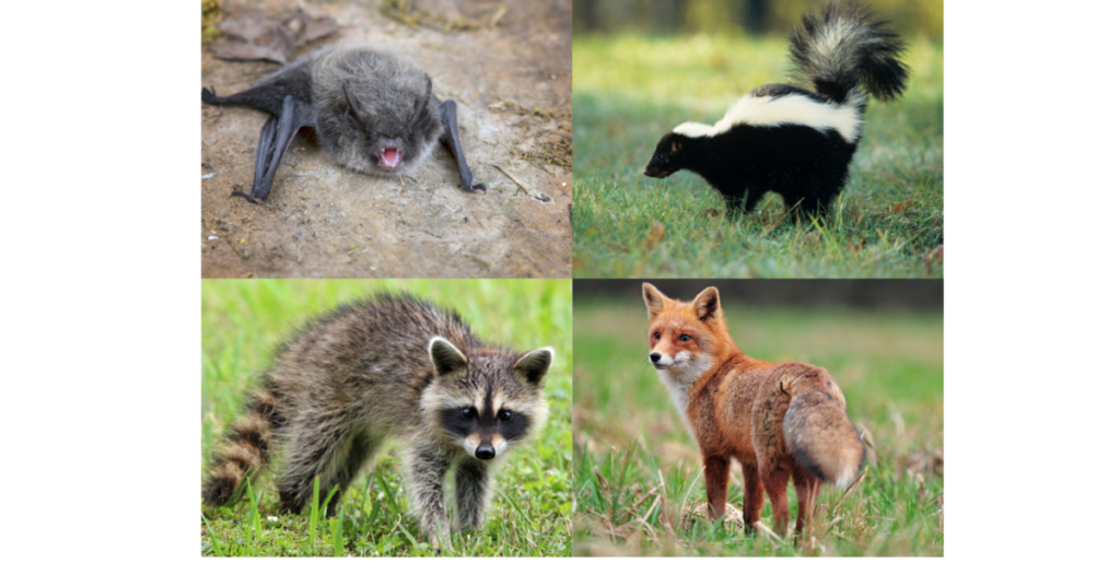 Rabies, image of rabies vectors- bat, skunk, racoon, and fox