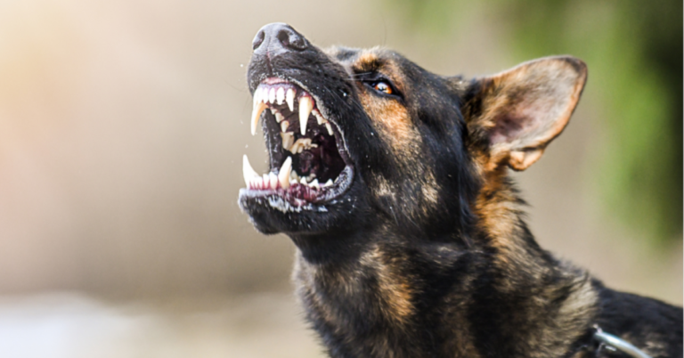 7 Rabies facts & Its Devastating Effects on Dogs