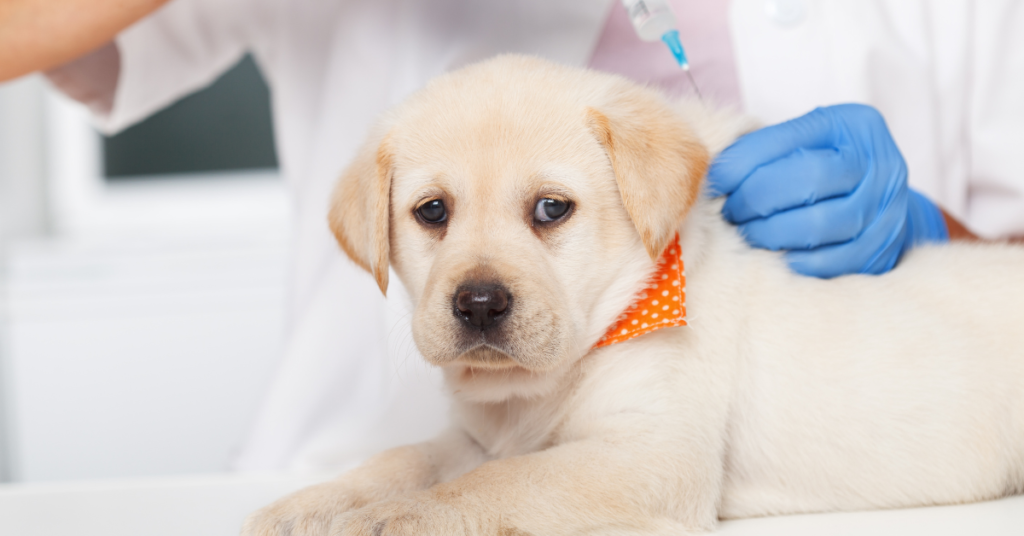 puppy vaccination, image of lab puppy getting vaccine